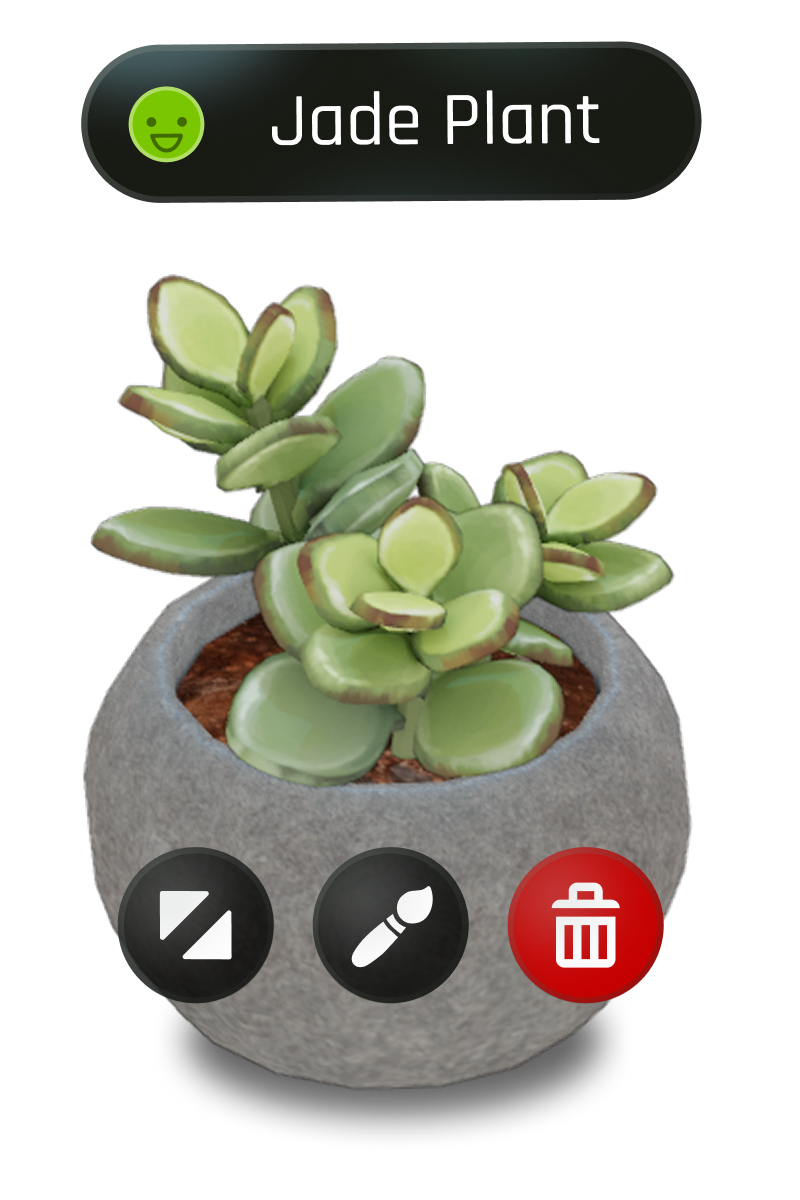 Jade plant in Chloro